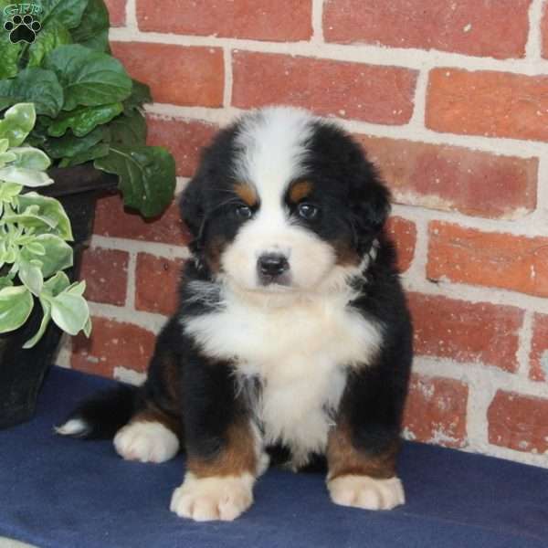 Mack, Bernese Mountain Dog Puppy